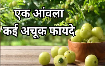 सुबह खाली पेट आंवला के पत्ते चबाने से शरीर होगा पूरी तरह डिटॉक्स, जानें जबरदस्त फायदे