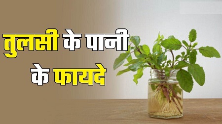तुलसी के पत्तों का पानी पिएं, दिल की बीमारियों का खतरा होगा कम....