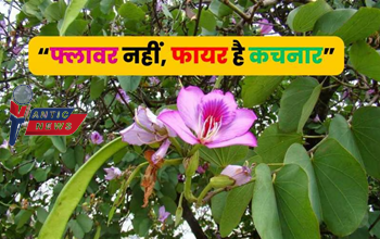 कचनार के फूल: सिर्फ ‘फ्लावर’ नहीं, बीमारियों के लिए ‘फायर’!