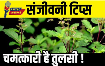 सेहत के लिए संजीवनी! घर-घर मौजूद ये पौधा है वरदान, सिर्फ पत्तियां चबाने से बीमारियों पर जादू की तरह करती है काम.....