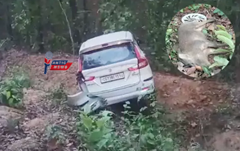 तेज रफ्तार का कहर: सड़क पार कर रहे जंगली सुअर से टकराई कार, सुअर की मौत, चालक घायल...